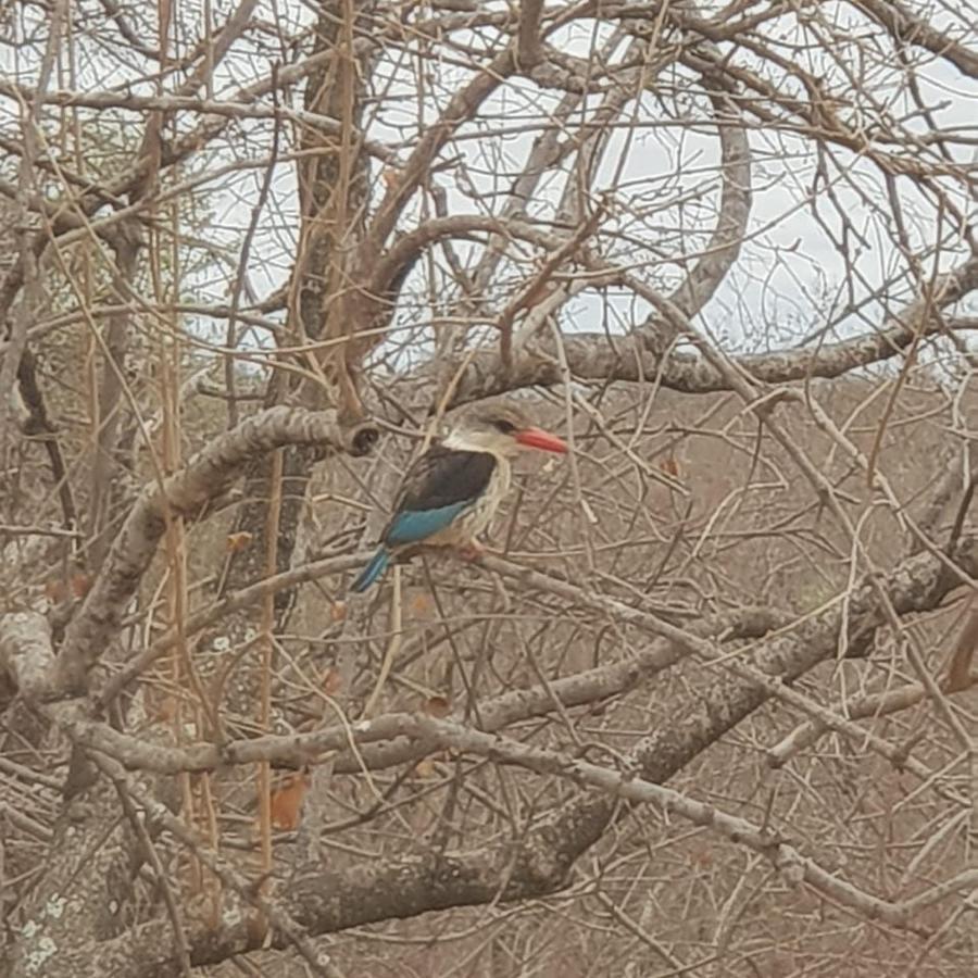 Kelora Bush Camp Hotel Hoedspruit Luaran gambar